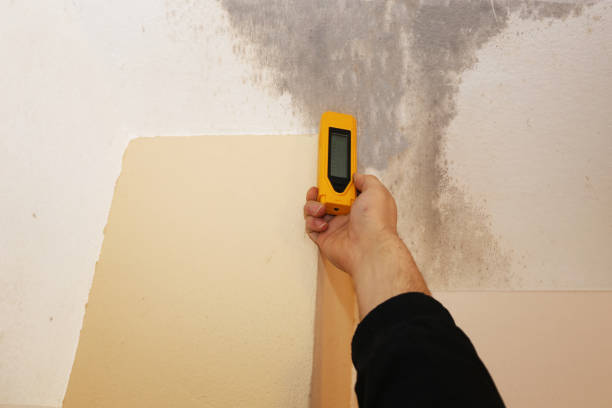  Sharpes, FL Mold Removal Pros