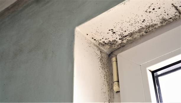 Best Real Estate Mold Inspection  in Sharpes, FL