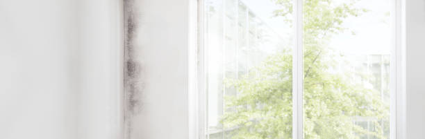 Best Environmental Consulting for Mold Prevention  in Sharpes, FL