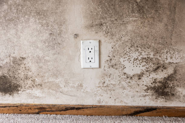 Best Attic Mold Removal  in Sharpes, FL